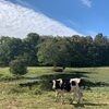 plarkin17